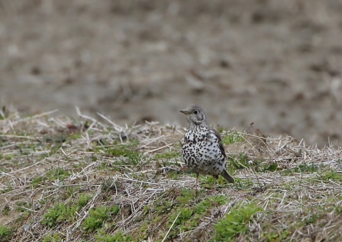 ヤドリギツグミ4