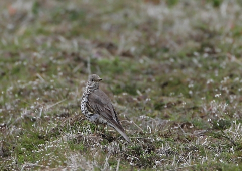 ヤドリギツグミ6