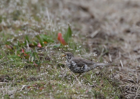 ヤドリギツグミ13