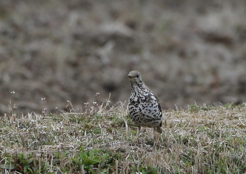 ヤドリギツグミ15
