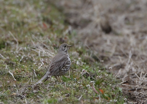 ヤドリギツグミ20