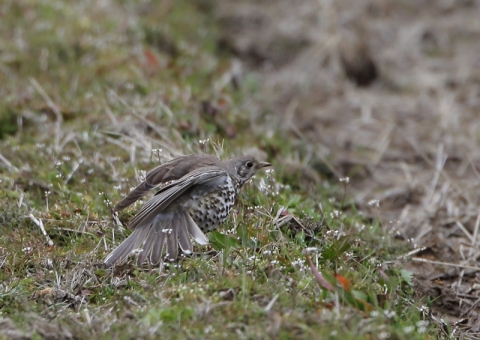 ヤドリギツグミ22