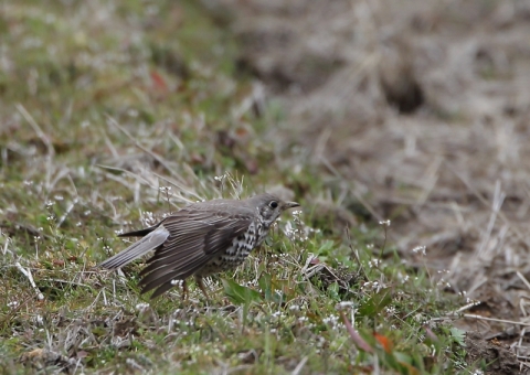 ヤドリギツグミ24