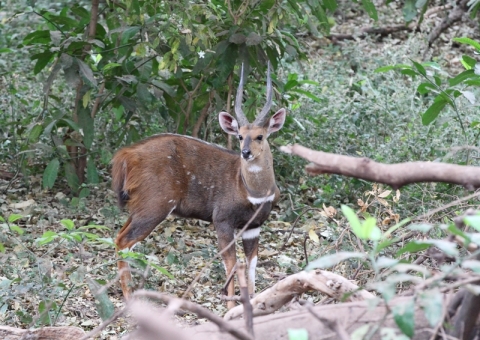 ブッシュバック1
