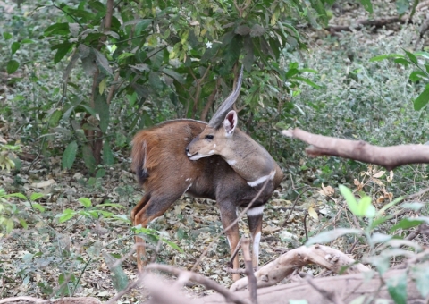 ブッシュバック2