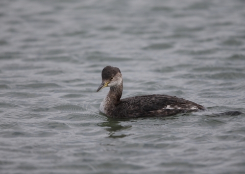 アカエリカイツブリ1