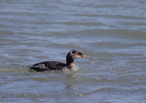 アカエリカイツブリ6