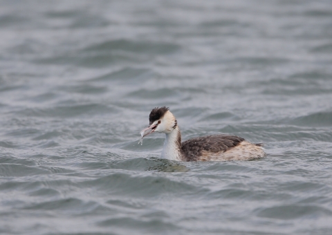 カンムリカイツブリ5