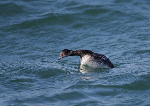 ハジロカイツブリ5