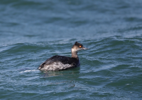 ハジロカイツブリ10