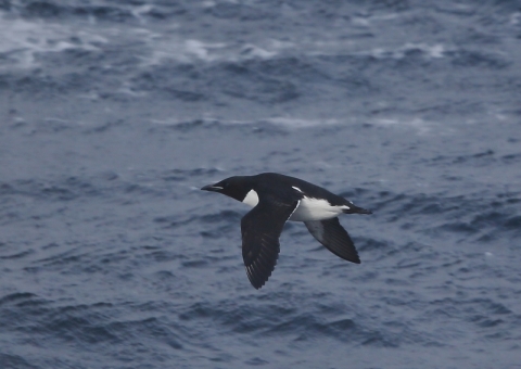 ハシブトウミガラス0