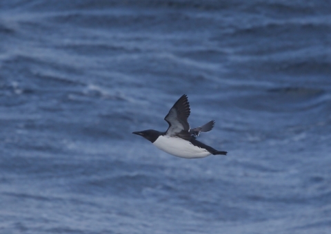 ハシブトウミガラス1