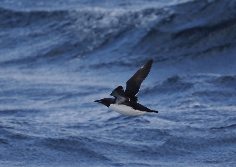 ハシブトウミガラス3