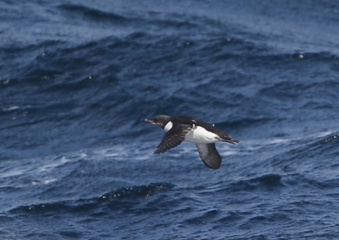 ハシブトウミガラス7