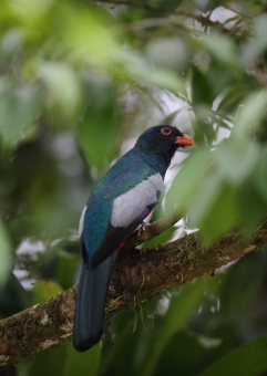 オグロキヌバネドリ10