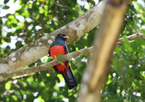 オグロキヌバネドリ10