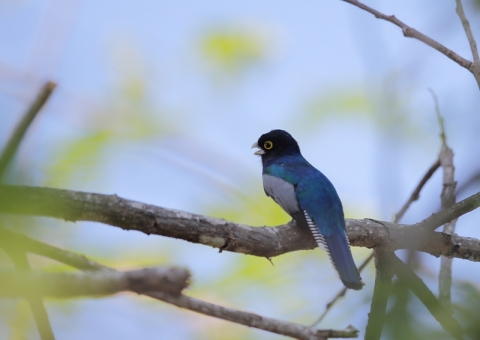 ヒメキヌバネドリ12