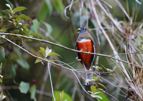 クビワキヌバネドリ2