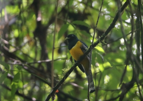 ミドリキヌバネドリ1