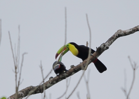 サンショクキムネオオハシ4