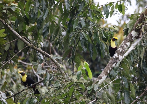 クリハシオオハシ12