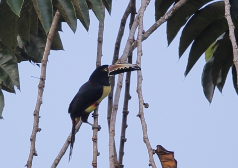 ムナフチュウハシ2