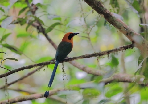 オオハチクイモドキ10