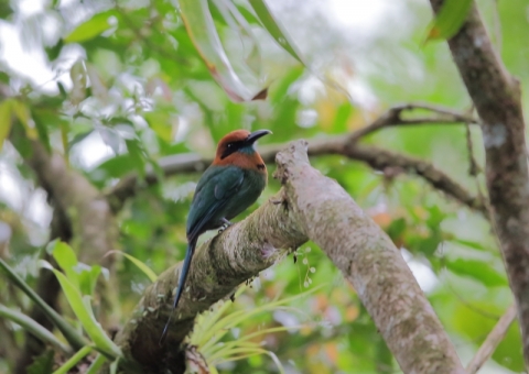 ヒロハシハチクイモドキ2