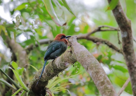 ヒロハシハチクイモドキ3