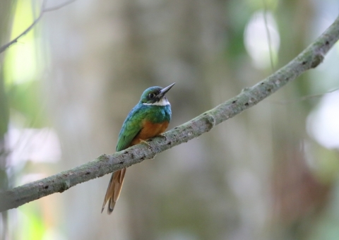 アカオキリハシ11