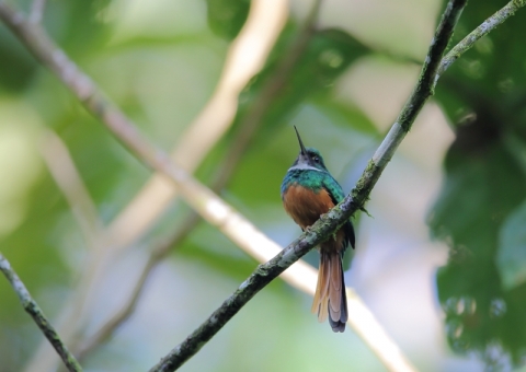 アカオキリハシ3