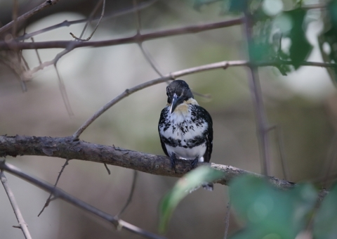 ミドリヤマセミ11