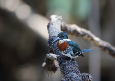 ミドリヤマセミ2