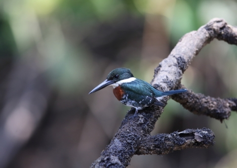 ミドリヤマセミ1