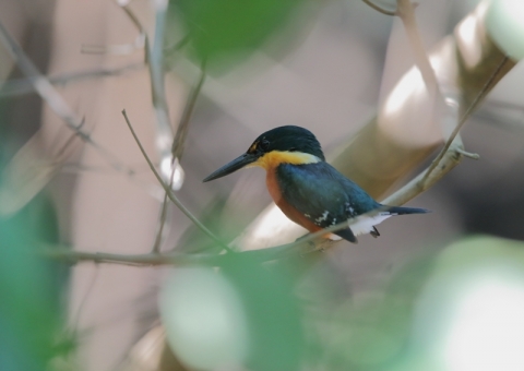 コミドリヤマセミ1