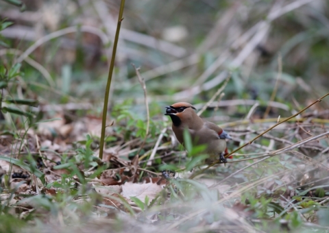 ヒレンジャク11