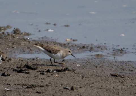 オジロトウネン2