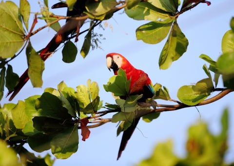 コンゴウインコ1