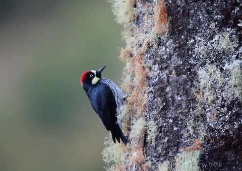 ドングリキツツキ2