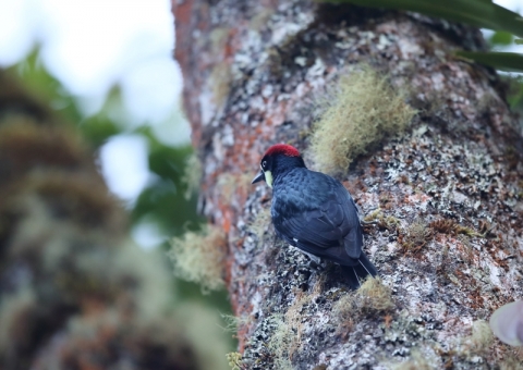 ドングリキツツキ4