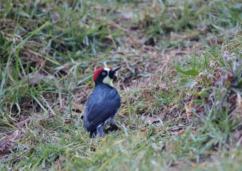 ドングリキツツキ7