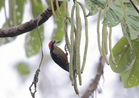 ホオグロミヤビゲラ1