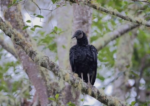クロコンドル10