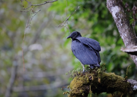 クロコンドル12