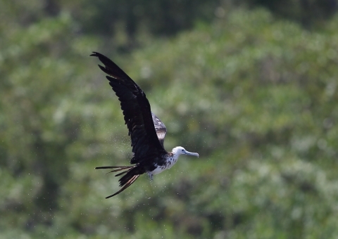アメリカグンカンドリ10