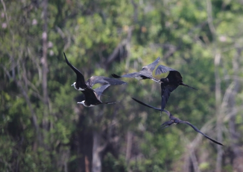アメリカグンカンドリ13