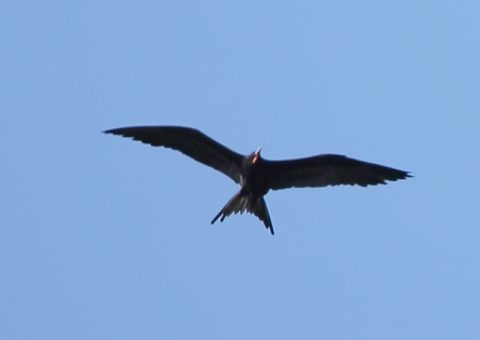 アメリカグンカンドリ0