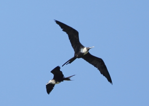 アメリカグンカンドリ4