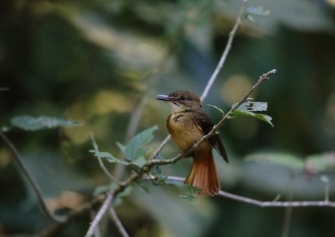 オウギタイランチョウ2