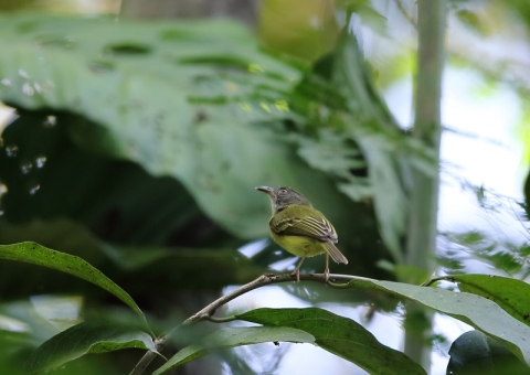 カマハシタイランチョウ1